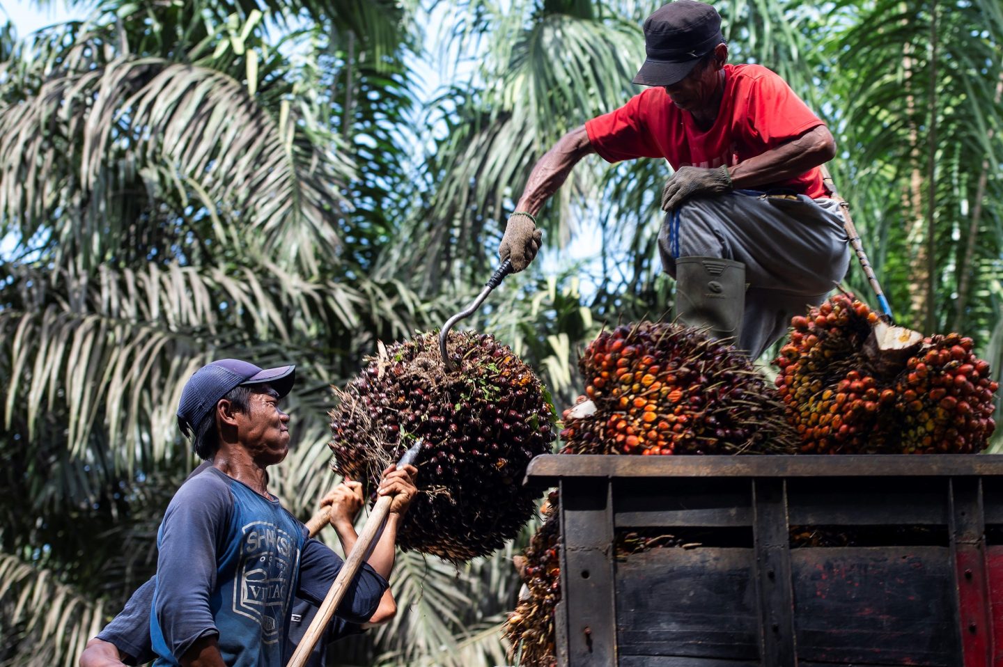 Workers load palm fruits onto a truck in Indonesia