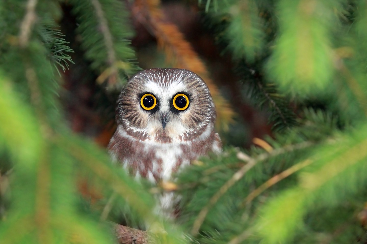 Wild Northern Saw-Whet Owl peering out from pine tree in Ontario, Canada.