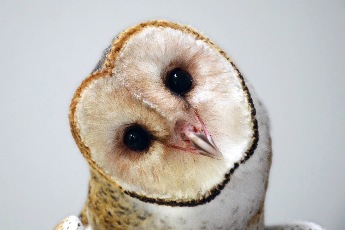 Barn Owl looking confused.