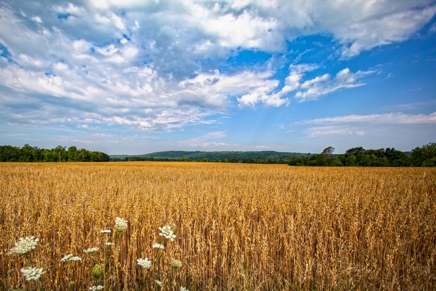View of a peaceful, farmed field