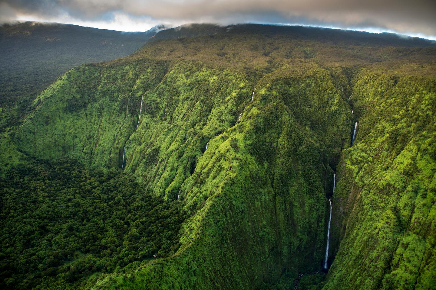 How A.I. is helping to protect biodiversity in Hawaii