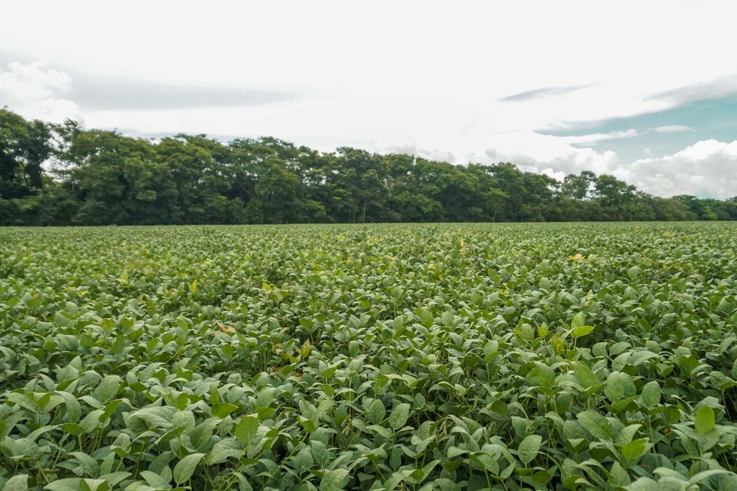 a field of green leaves with trees in the horizon