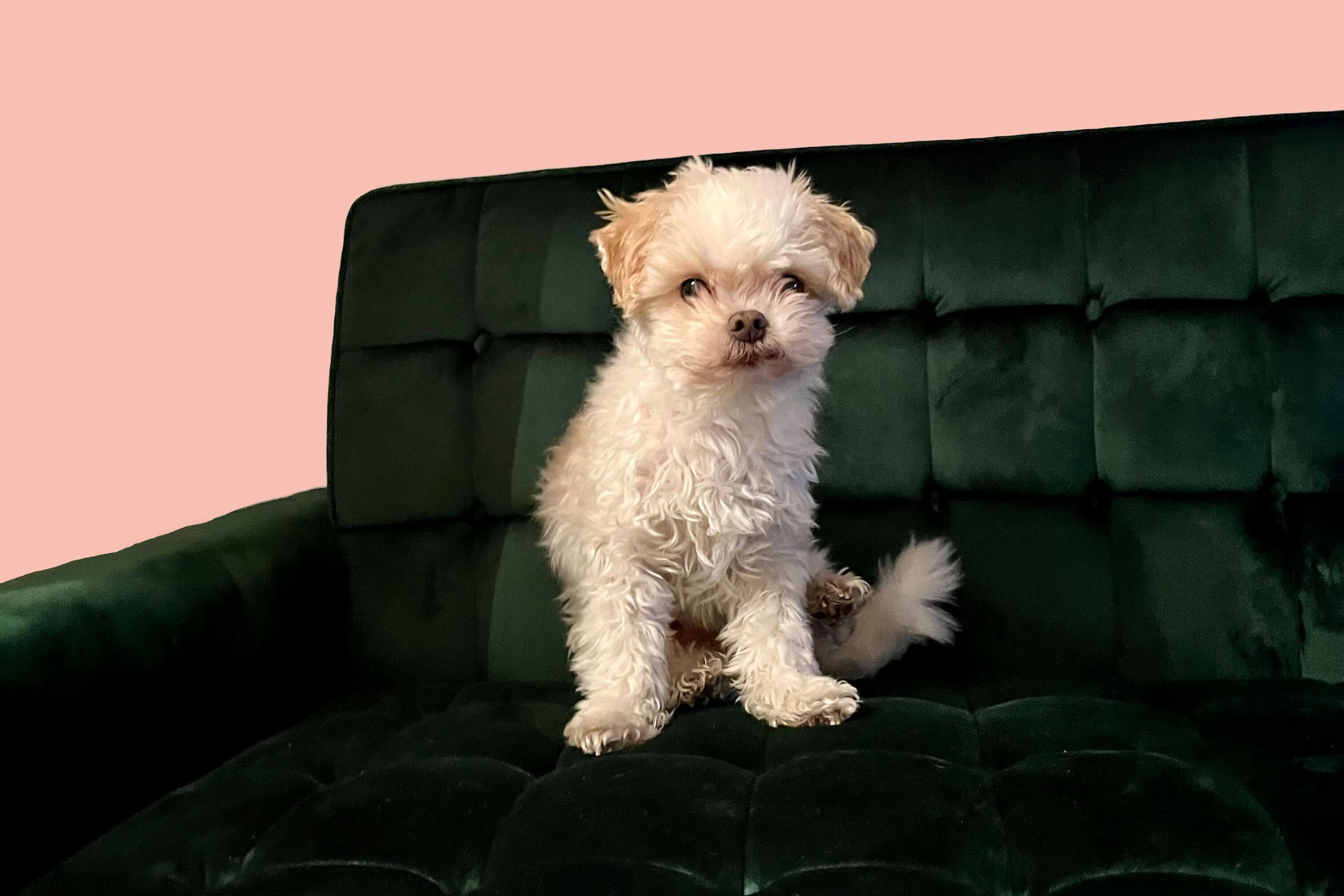 Teddy, the author's geriatric poodle mix, who has no strong opinions at all. 