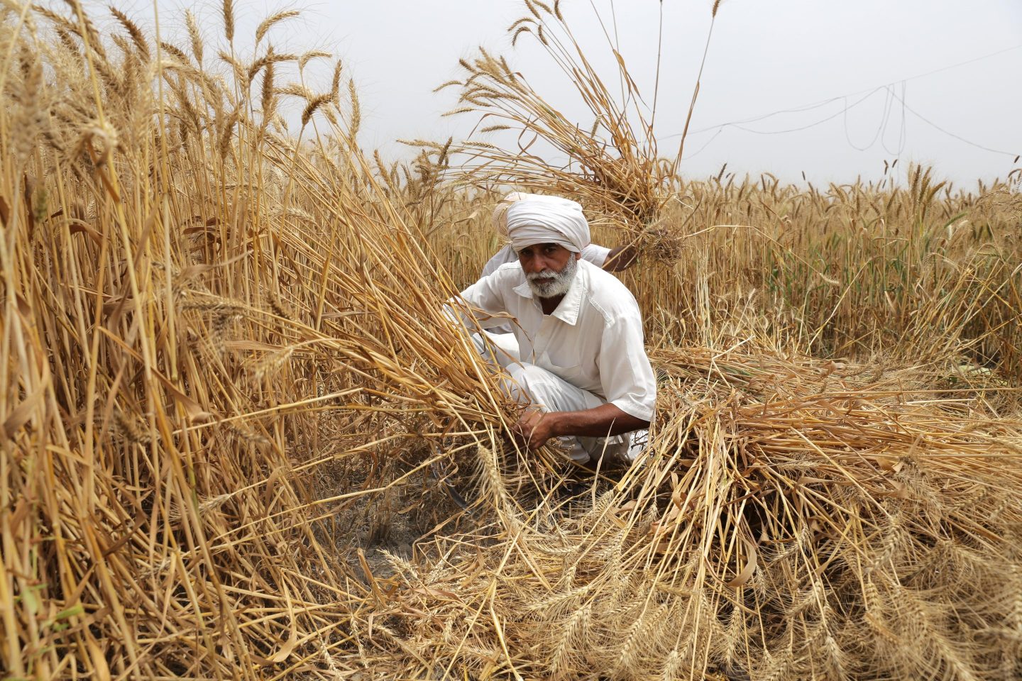 India wheat farmer