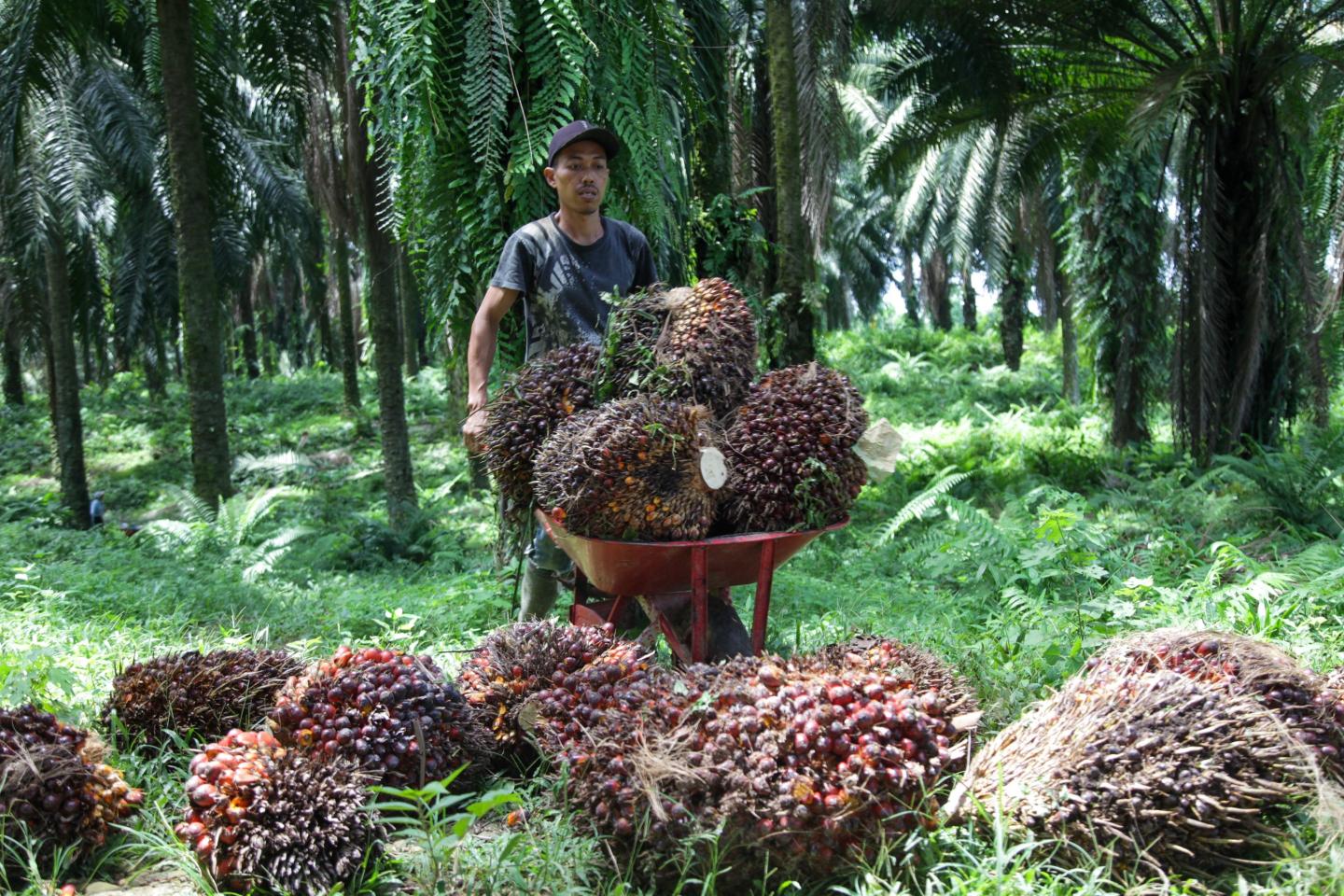 COVID and the Ukraine War may have kickstarted an age of food protectionism