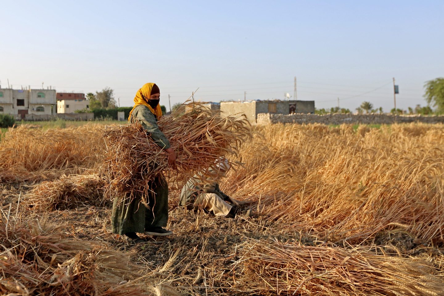 Egyptian farmers harvest wheat