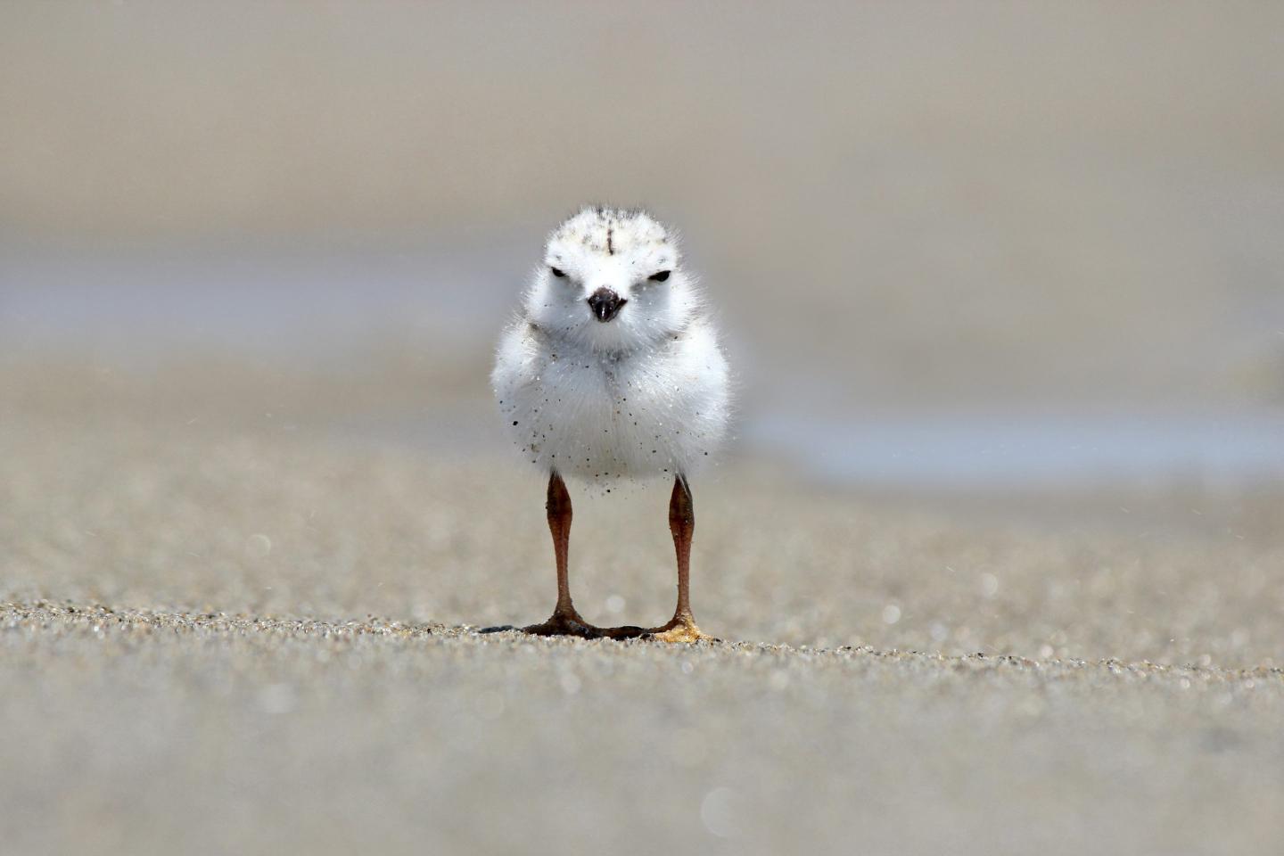 Piping Plover Chick on the Beach