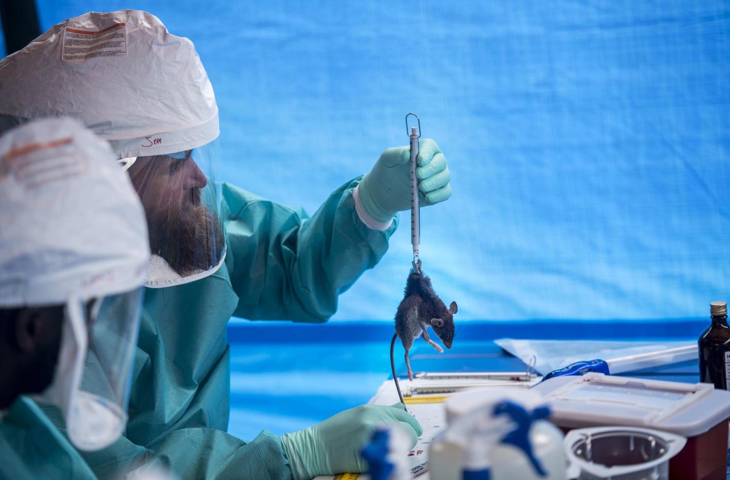 Scientists in hazmat suits are researching monkeypox in a lab. One of the scientists is seen weighing a rat