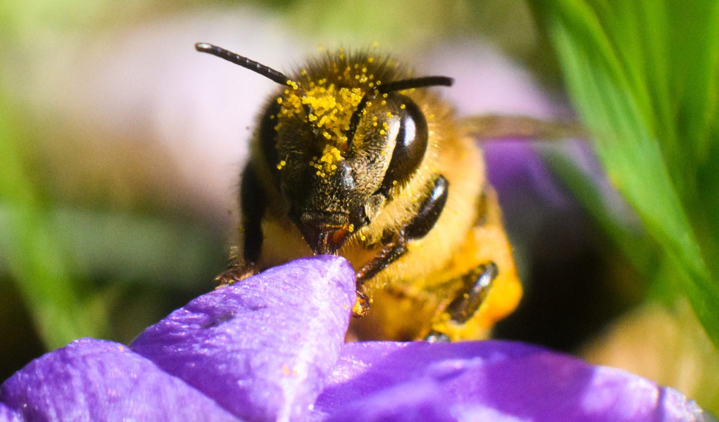 Close up image of a honeybee gathering nectar from a purple flower.