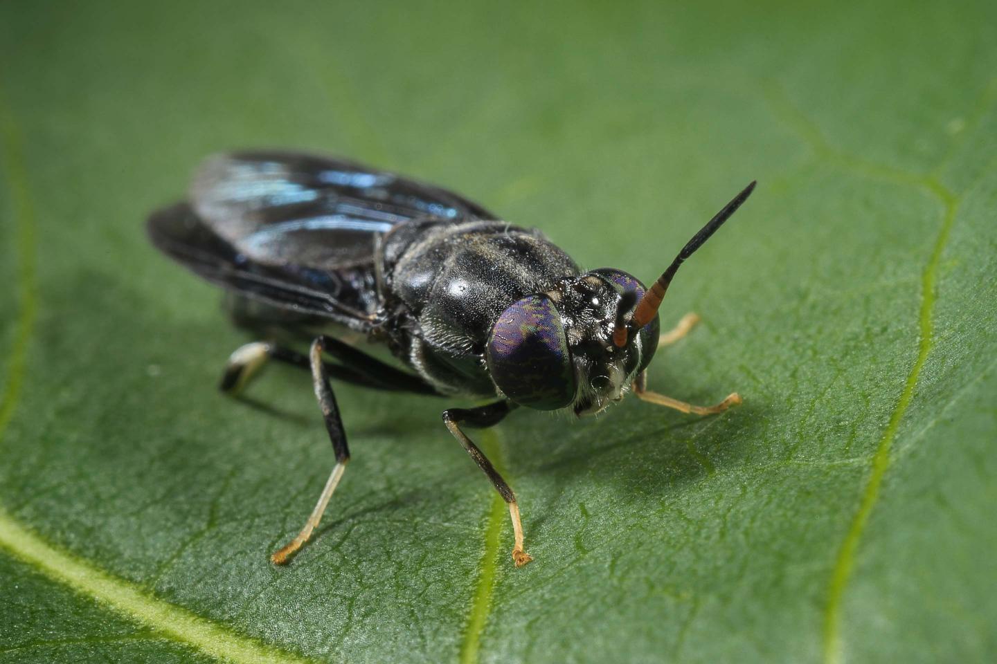 War and record food prices are making edible insects more tempting to farmers—and investors