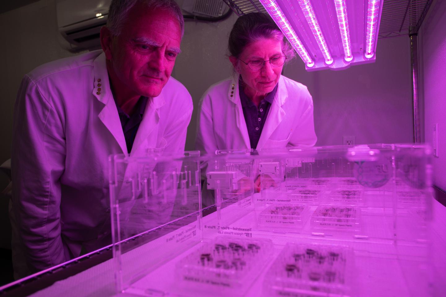‘Greenhouses on the moon:’ After growing plants in lunar soil, scientists see huge implications for crops in outer space—and on Earth