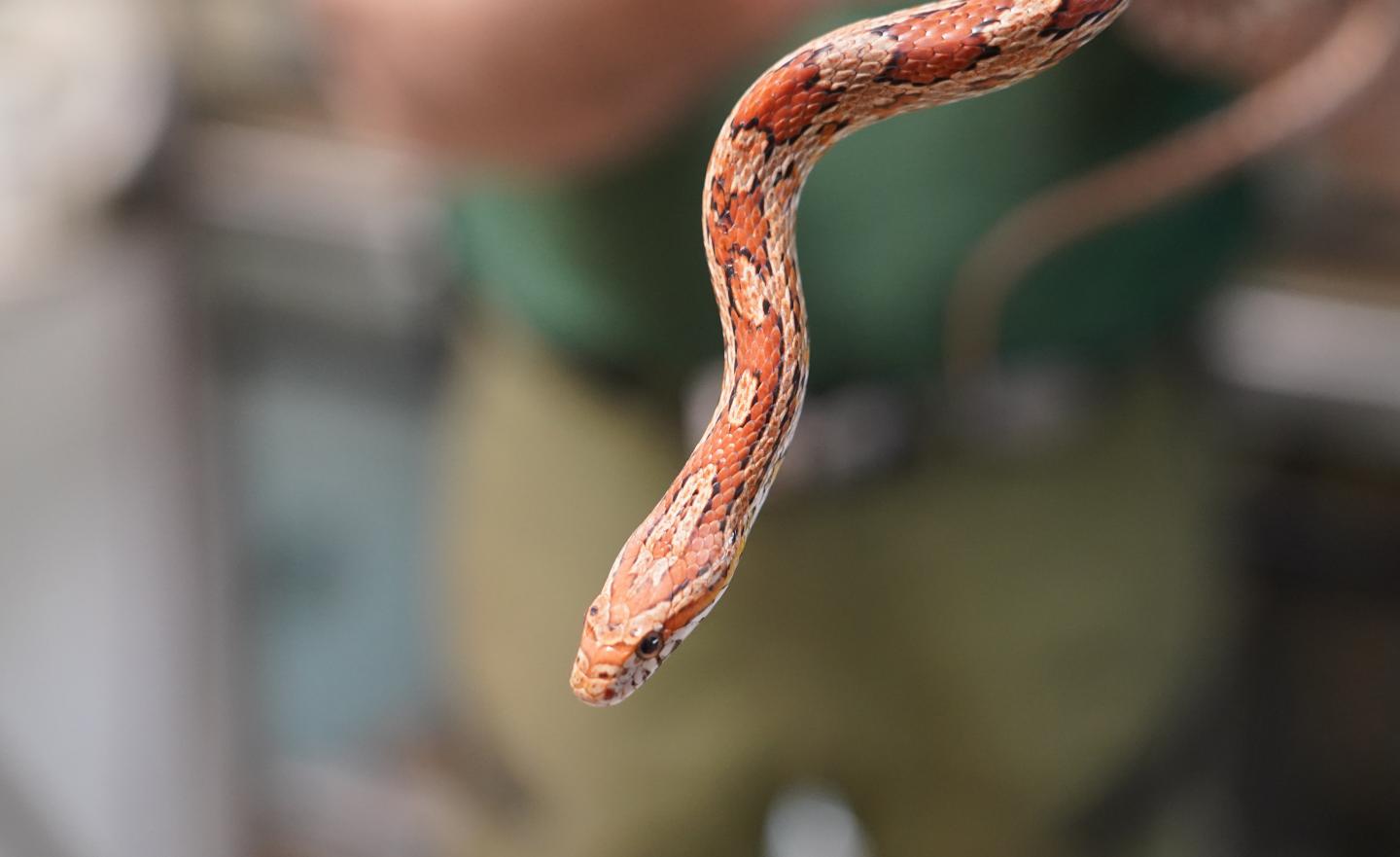 Snakes on a plane? Deutsche Bank’s staff exodus from Russia runs into unexpected animal difficulties