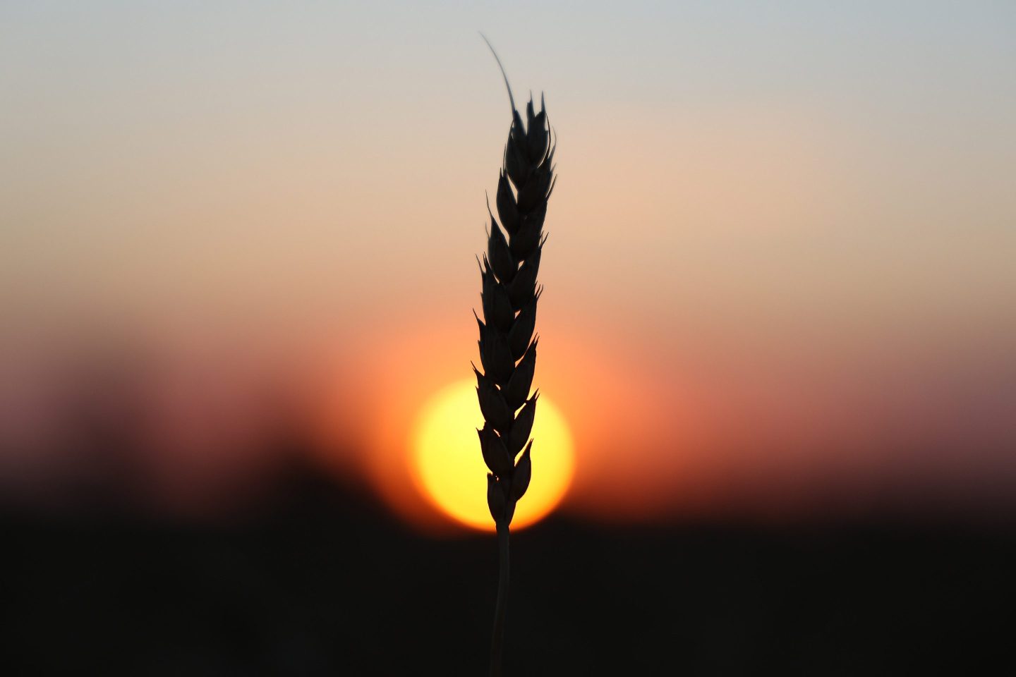A wheat kernel during the summer harvest on a farm at sunset.