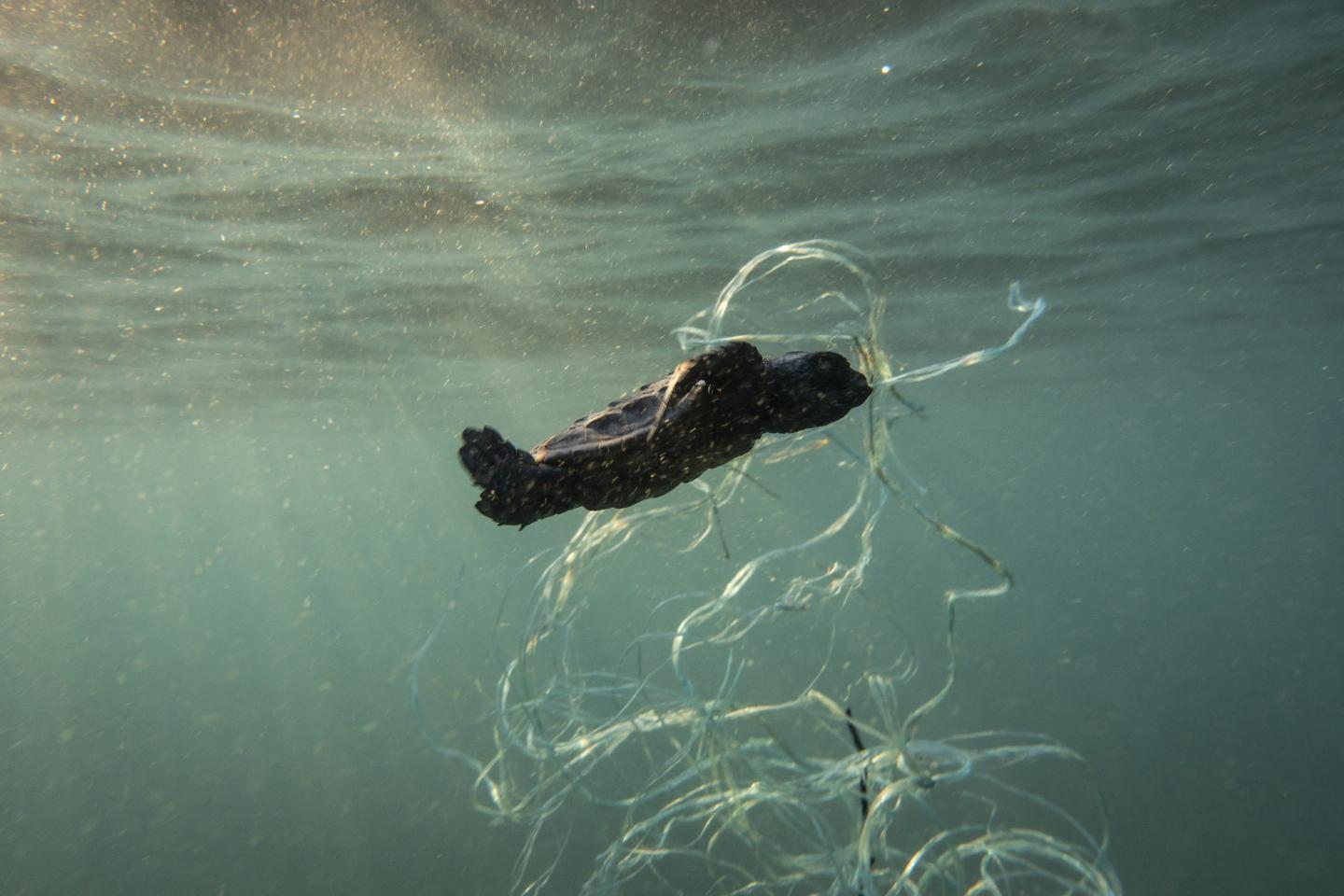 Plastic pollution