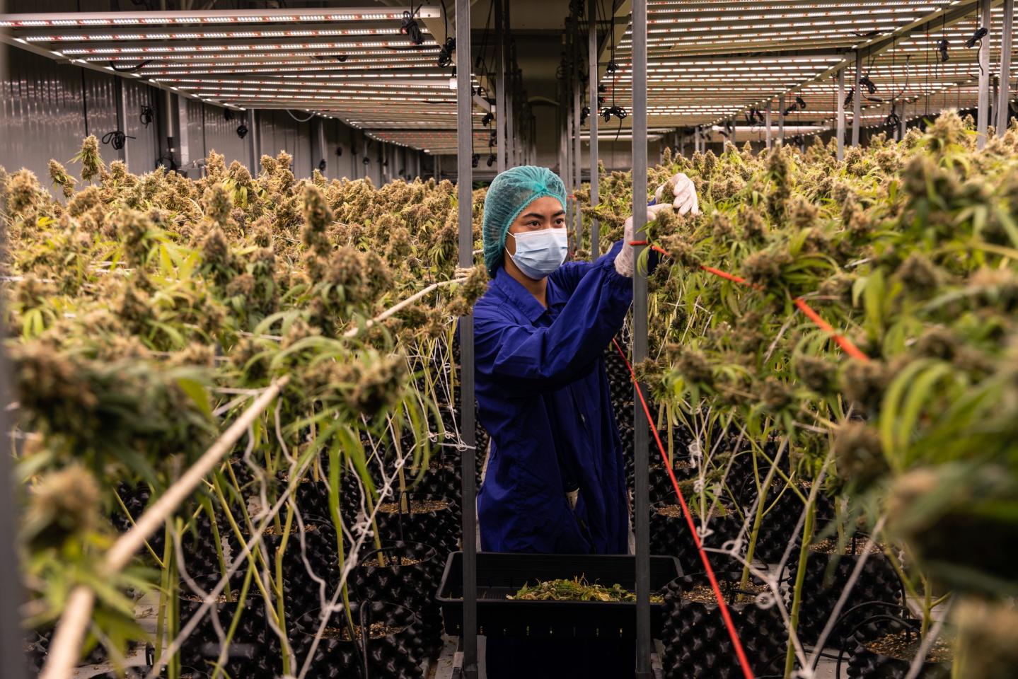 Thailand becomes the first Asian country to decriminalize marijuana—but there’s one big catch