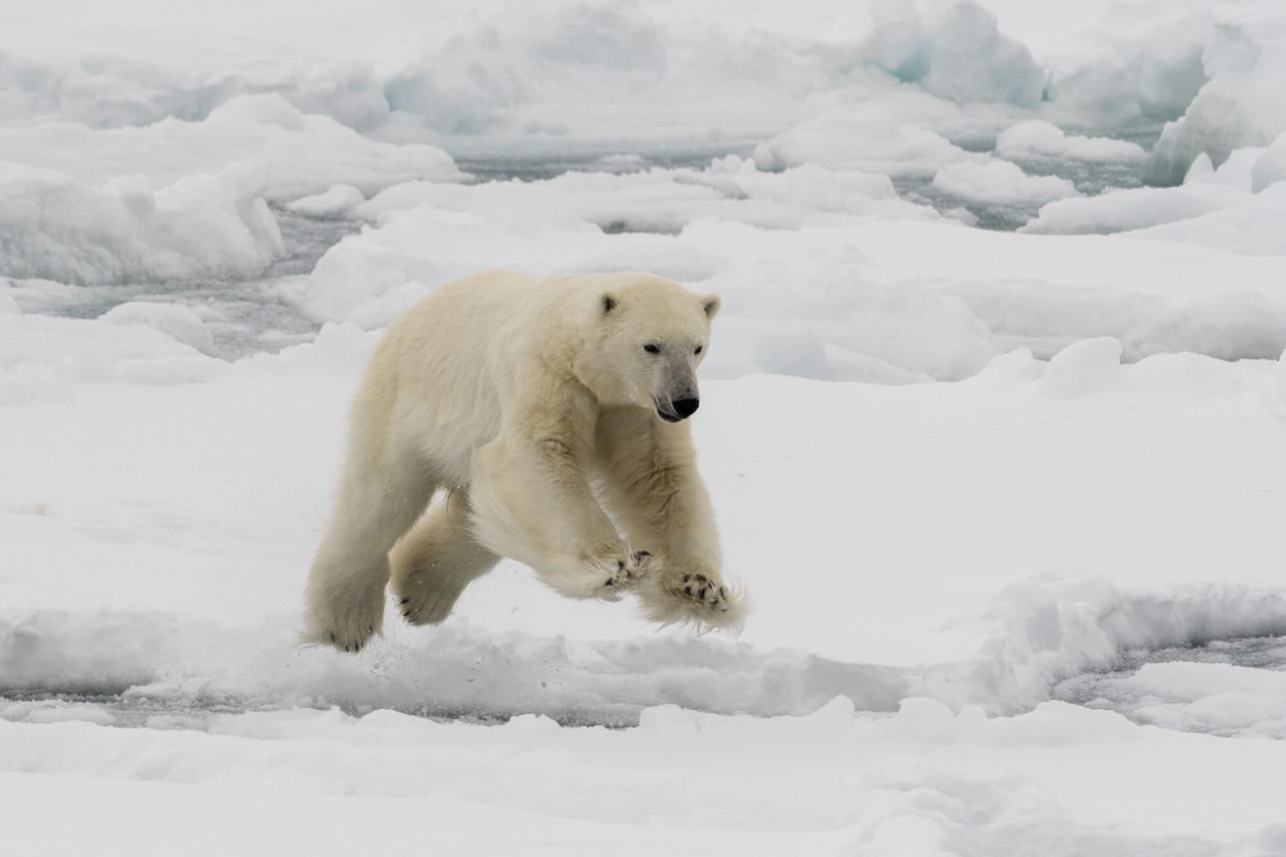 Polar bear
