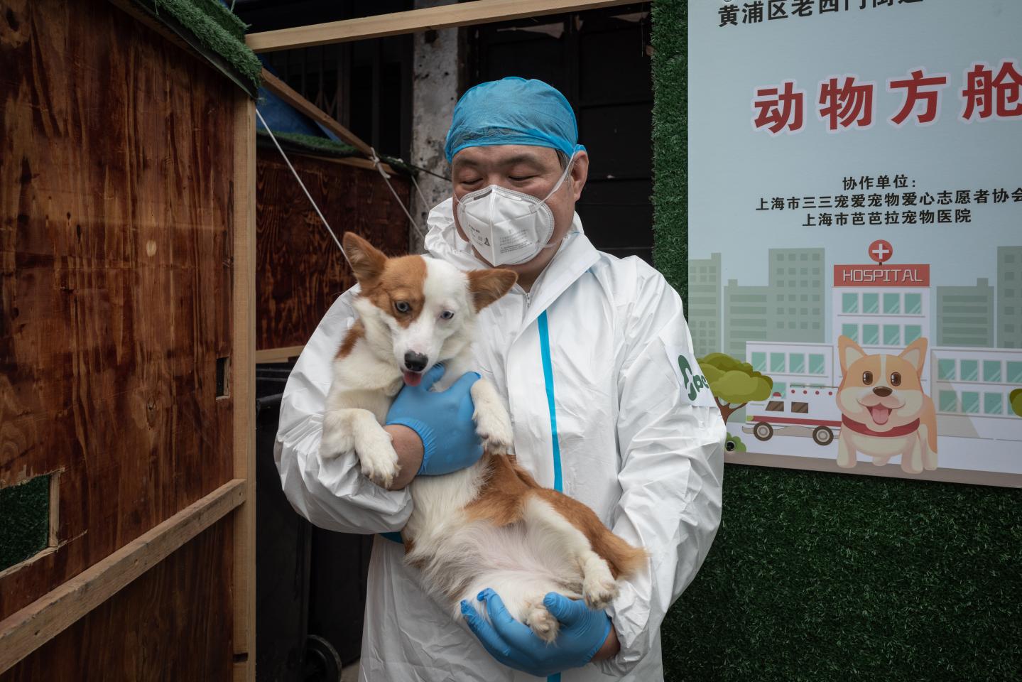 Trained dogs may better detect COVID than rapid tests, new study finds
