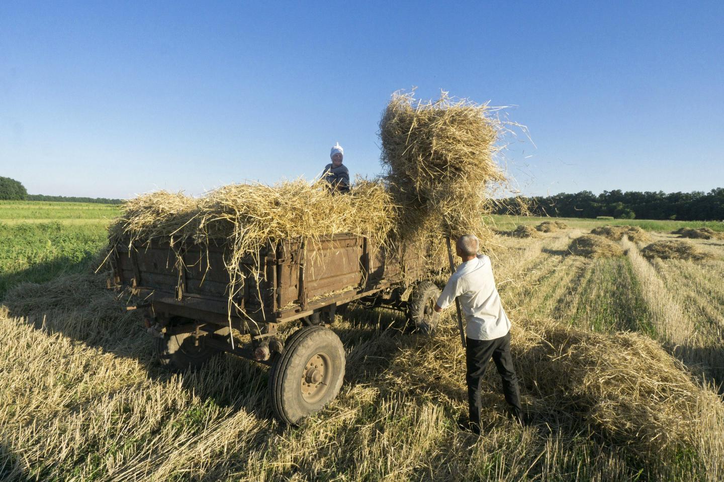 ‘This is criminal activity’: Russia is selling stolen Ukrainian grain in Syrian ports as Putin holds world hostage over food