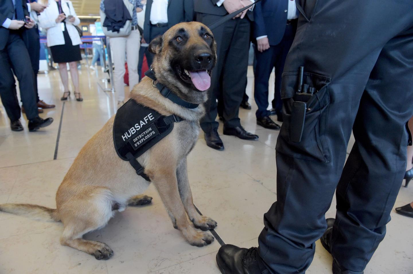 Photo of a security dog specialized in explosives detection with its handler at an airport.