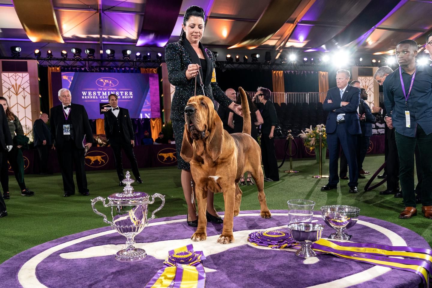 The best photos from the 2022 Westminster Kennel Club Dog Show