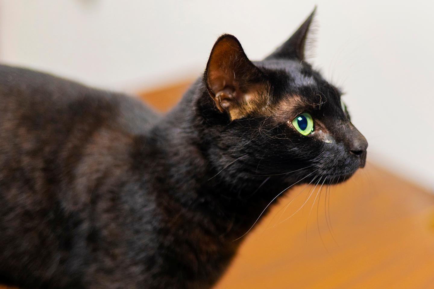 After a 19-day search, Rowdy the cat has been rescued from Boston’s Logan Airport amid airline luggage crisis