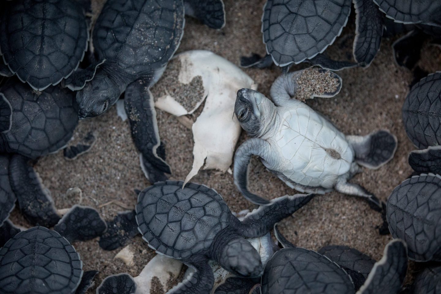Baby green sea turtles are seen after being rescued after hatching at a nest at Acyatan Beach on August 23, 2018, in Adana, Turkey.