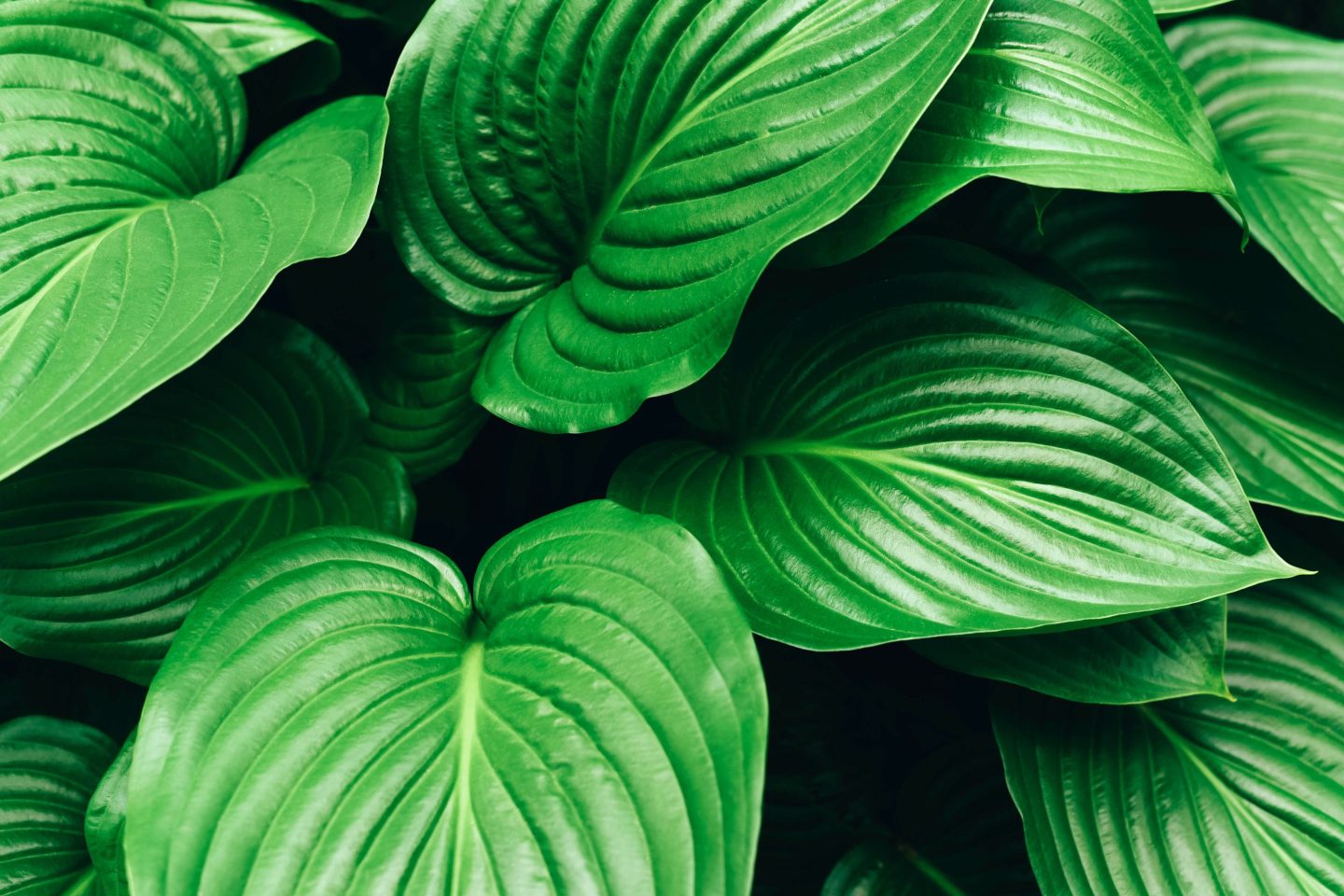 large green leaves of a houseplant