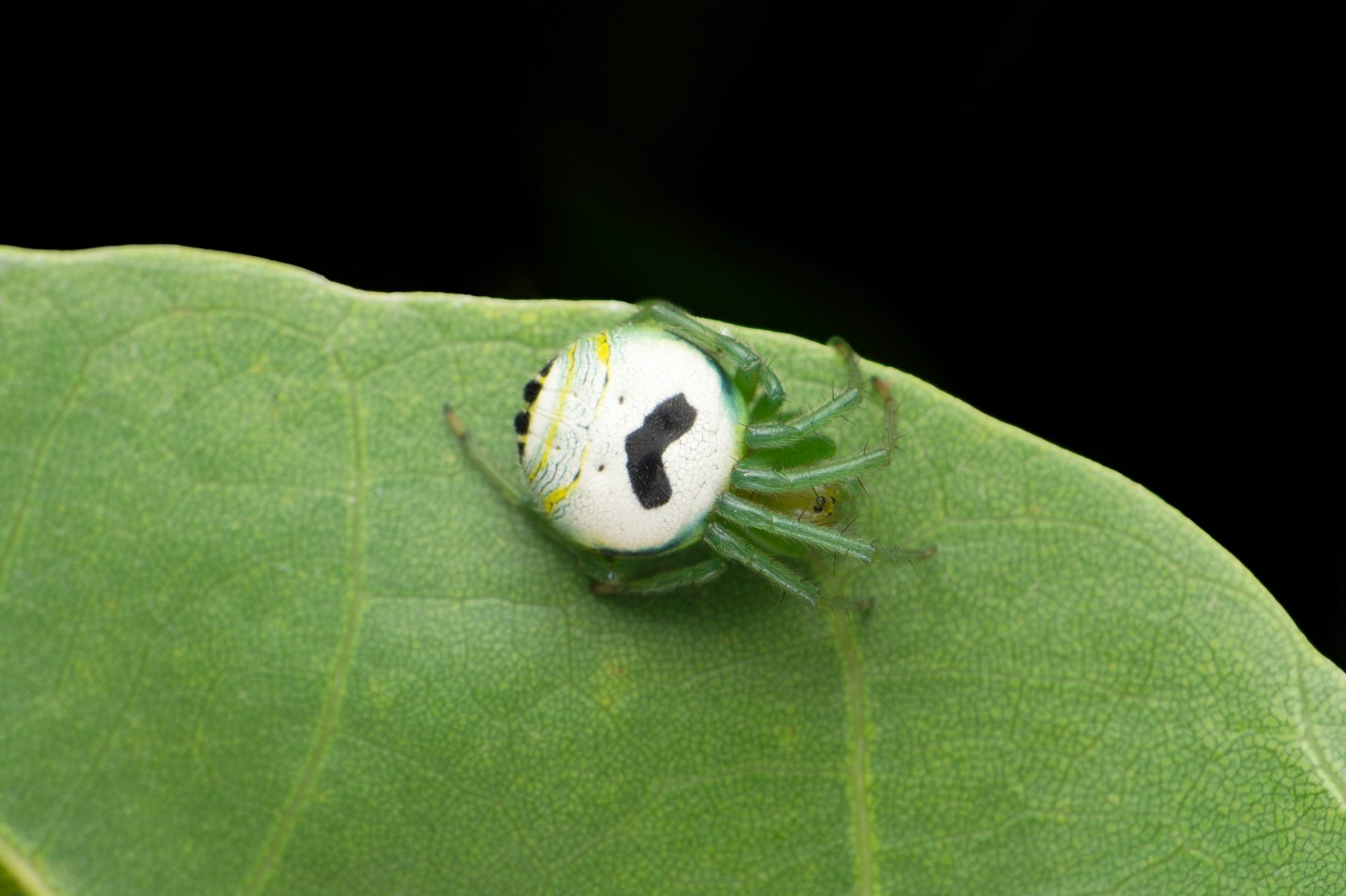 Araneus mitificus, commonly known as the kidney garden spider
