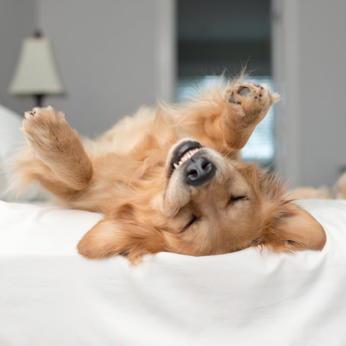 Golden retriever dog rolling around on a bed