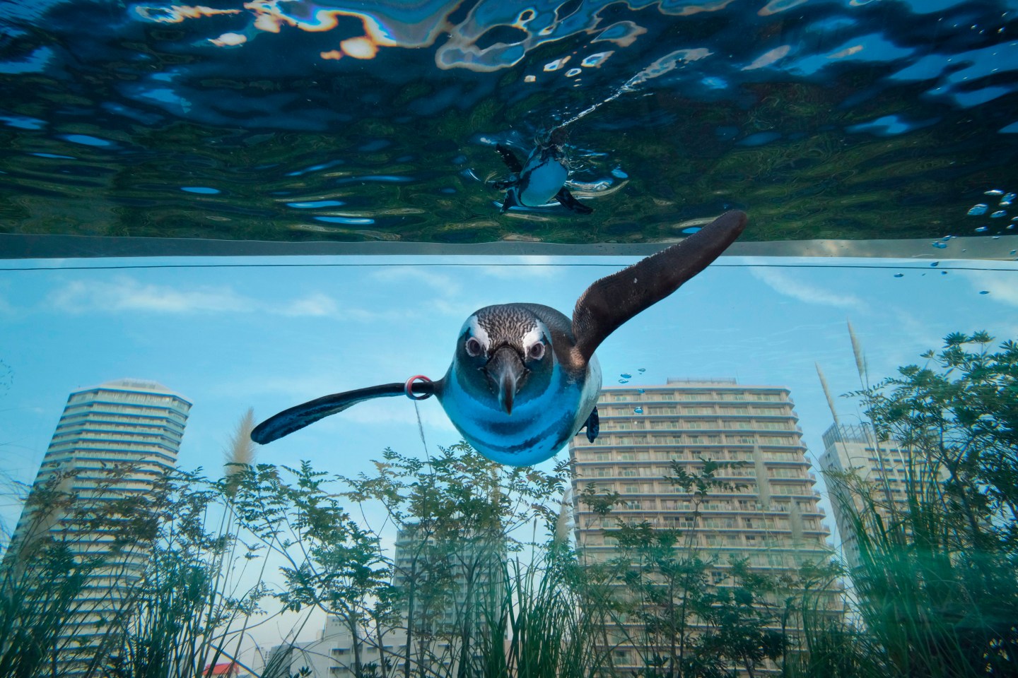 Penguin swims in a Japanese aquarium.