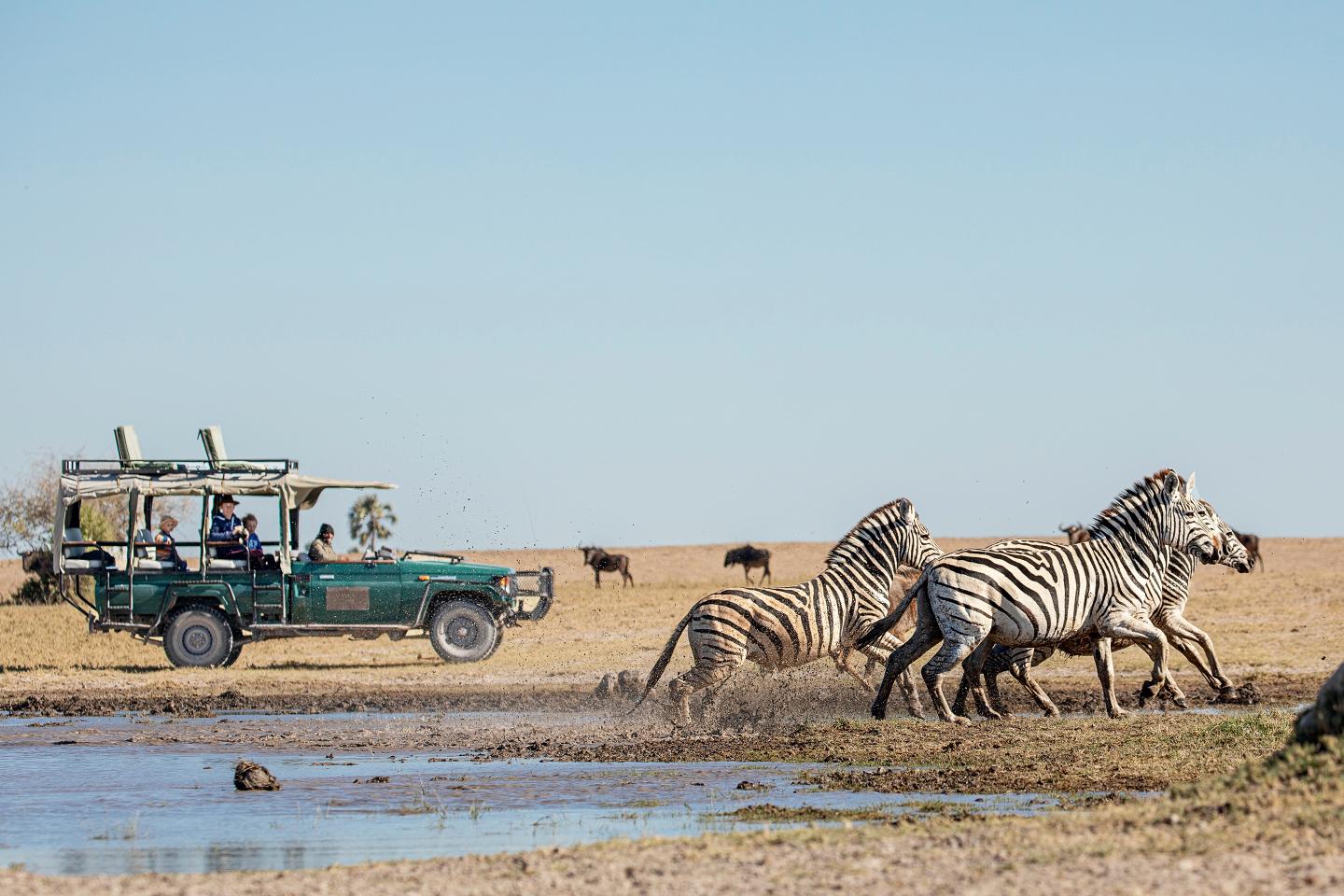 Zebras run in Botswana.