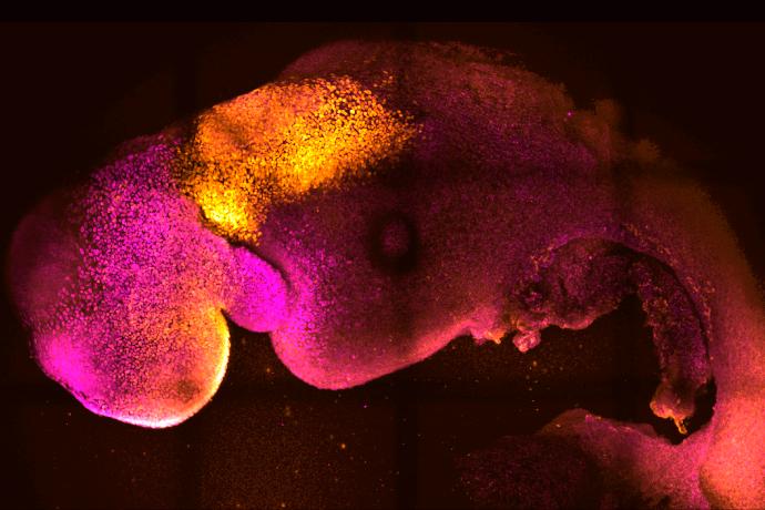 Mouse embryo study