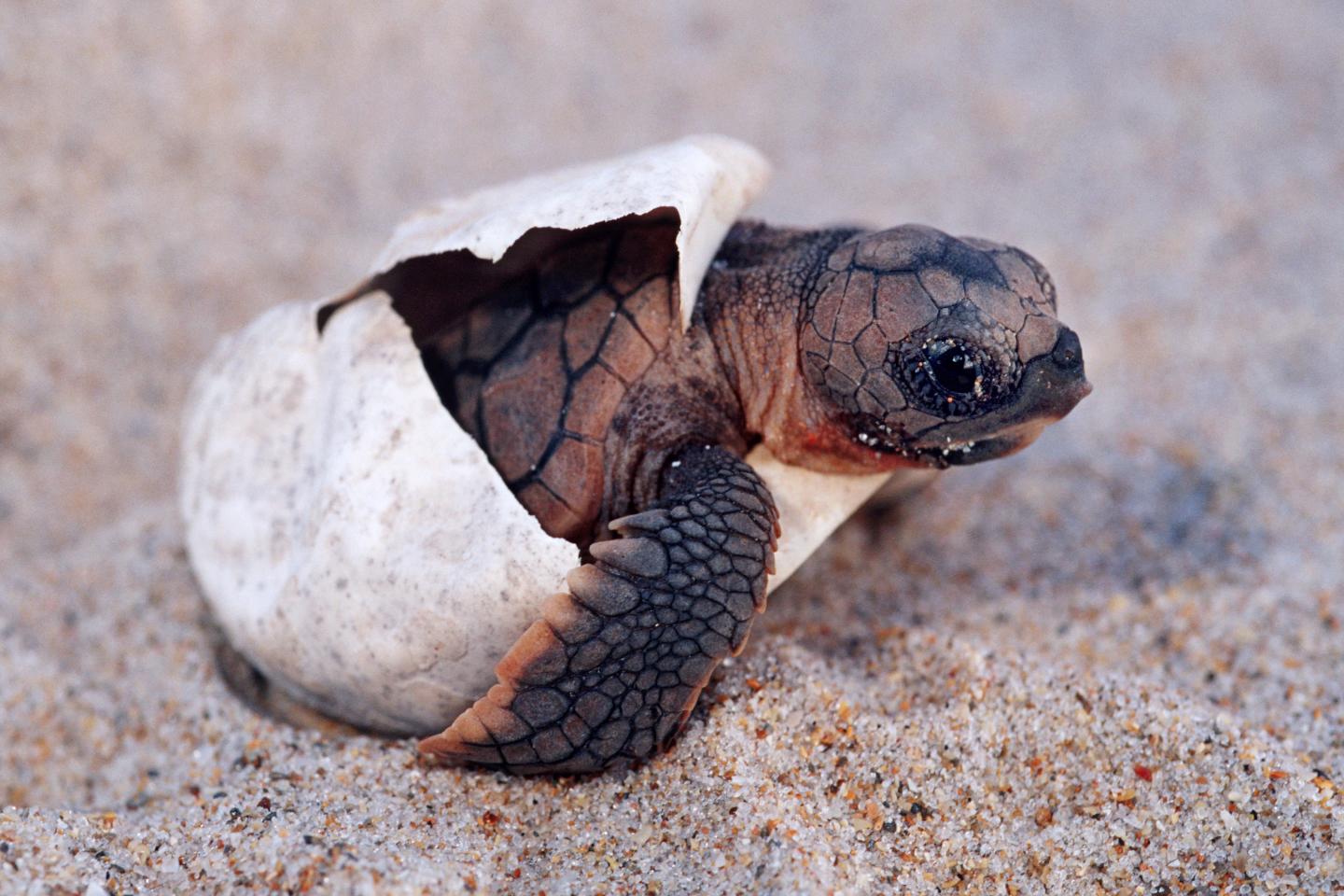 The sand is so hot in Florida that nearly all sea turtles born there are now female