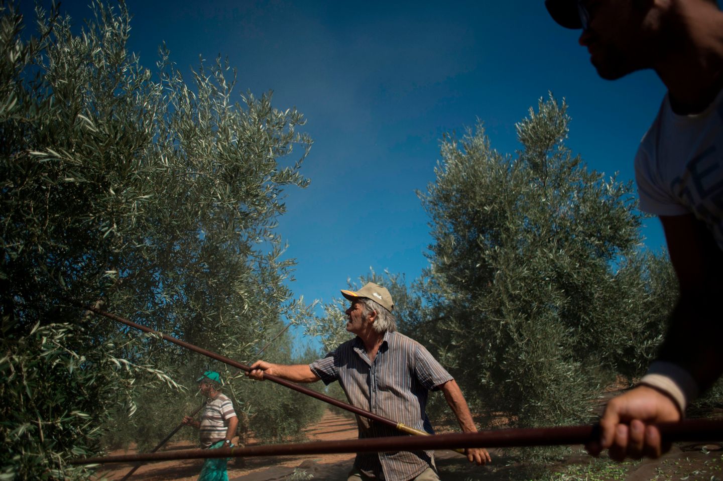 A farmer harvesting olives.