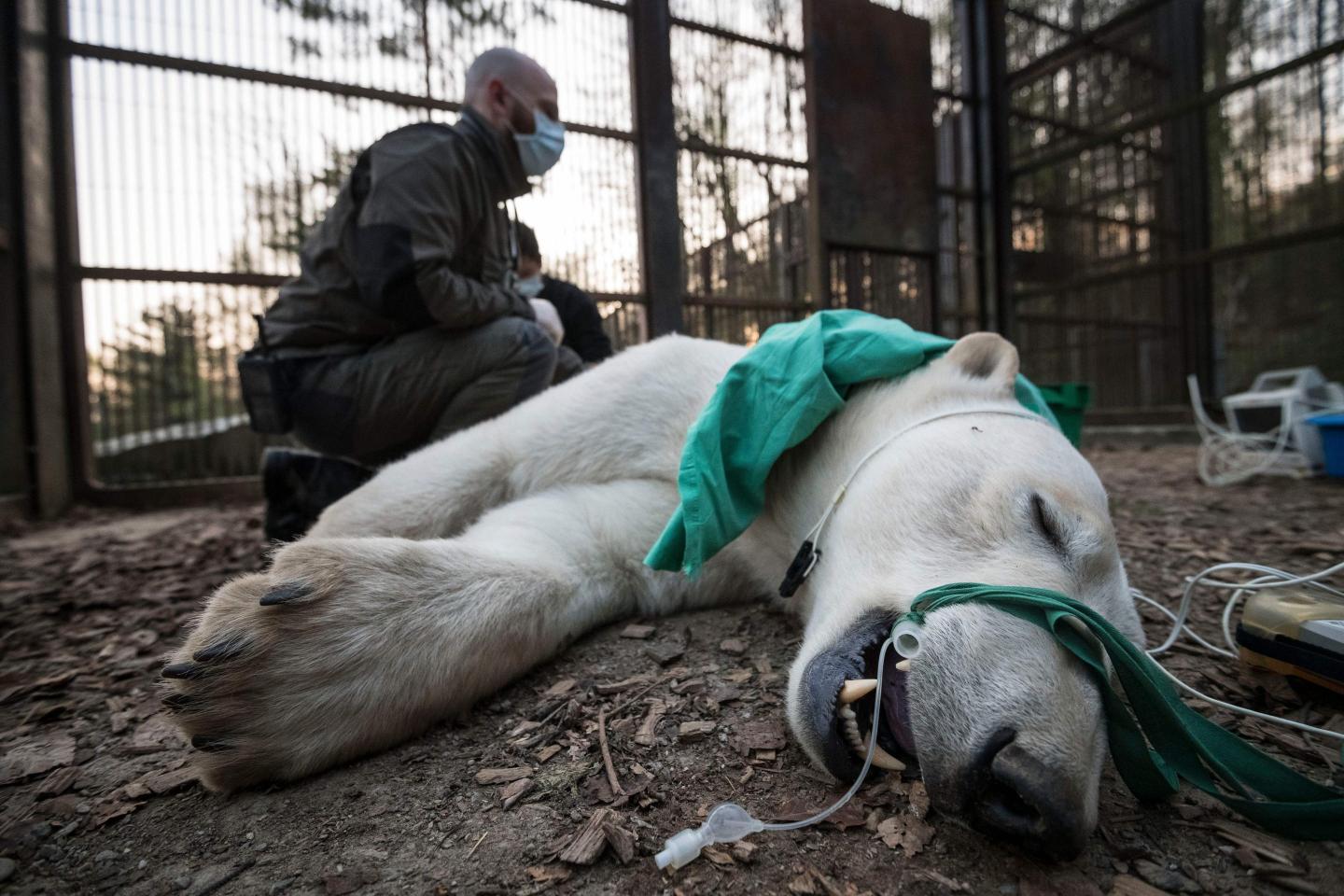 The type and frequency of animals coming down with COVID is trying to tell us something about the future of the pandemic. Scientists are on the case