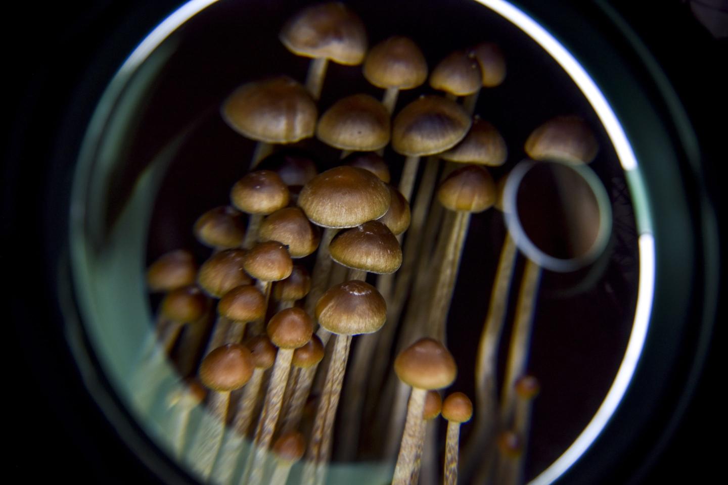 Magic mushrooms