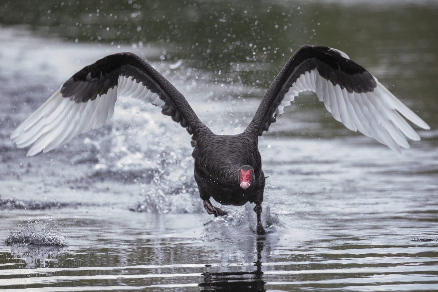 A black swan flies over the water at Groynes park in Christchurch, New Zealand, on October 29, 2021.