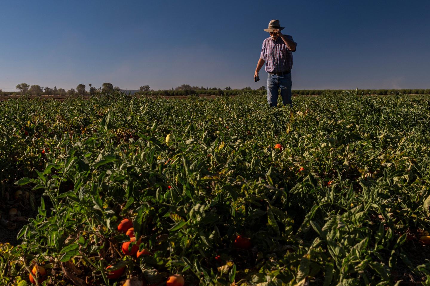 Salsa and spaghetti sauce are under threat as the worst drought in 1,200 years threatens California’s tomato crop