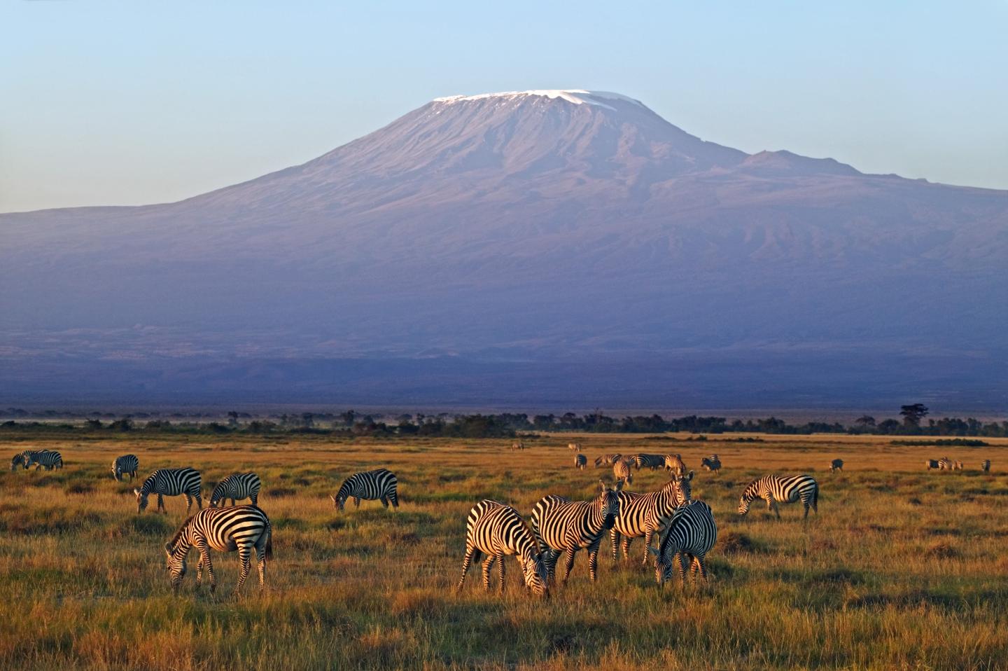 Zebras in front of Mount Kilimanjaro