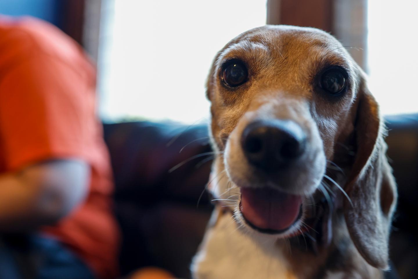 Beyonce, a rescue Beagle.