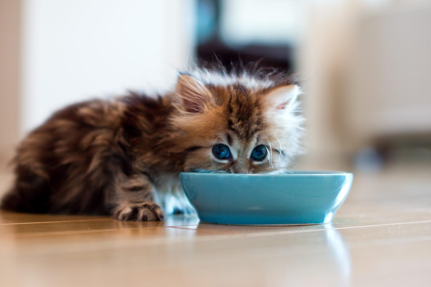 Young Persian kitten with blue eyes eating from blue bowl on floor.
