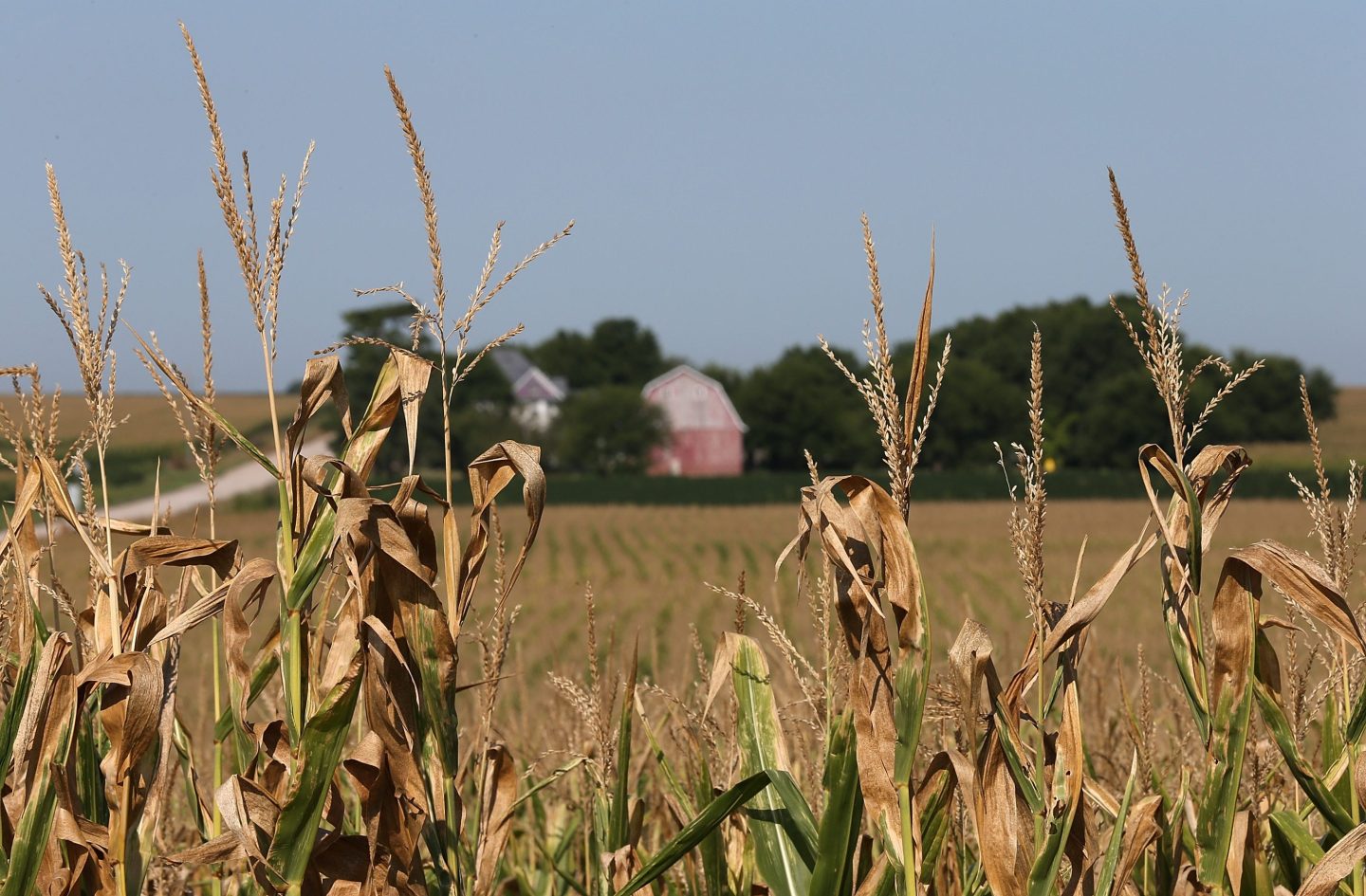 Corn plants struggle to survive in a drought-stricken farm field in Collins, Iowa.