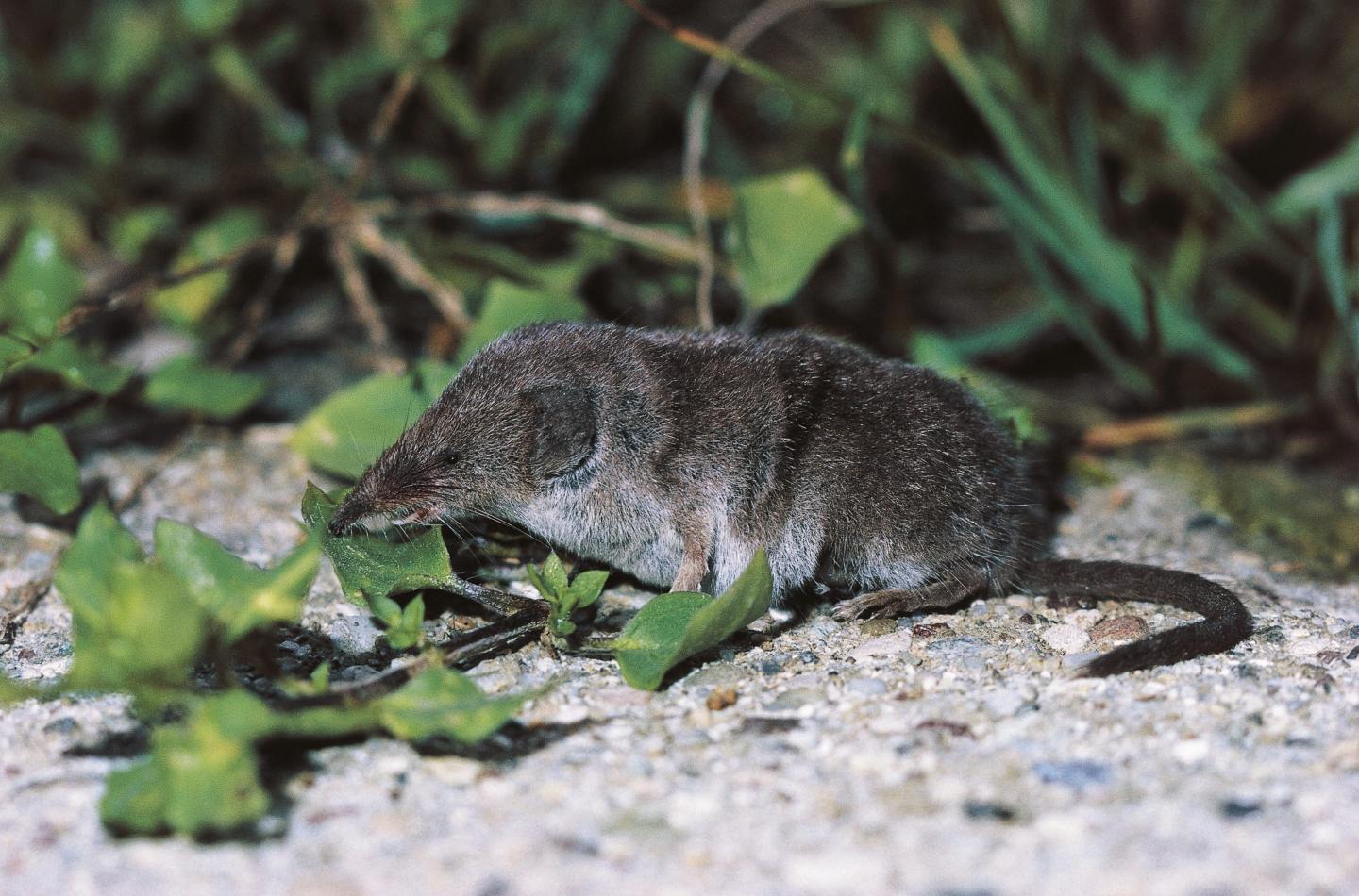 white-toothed-shrew