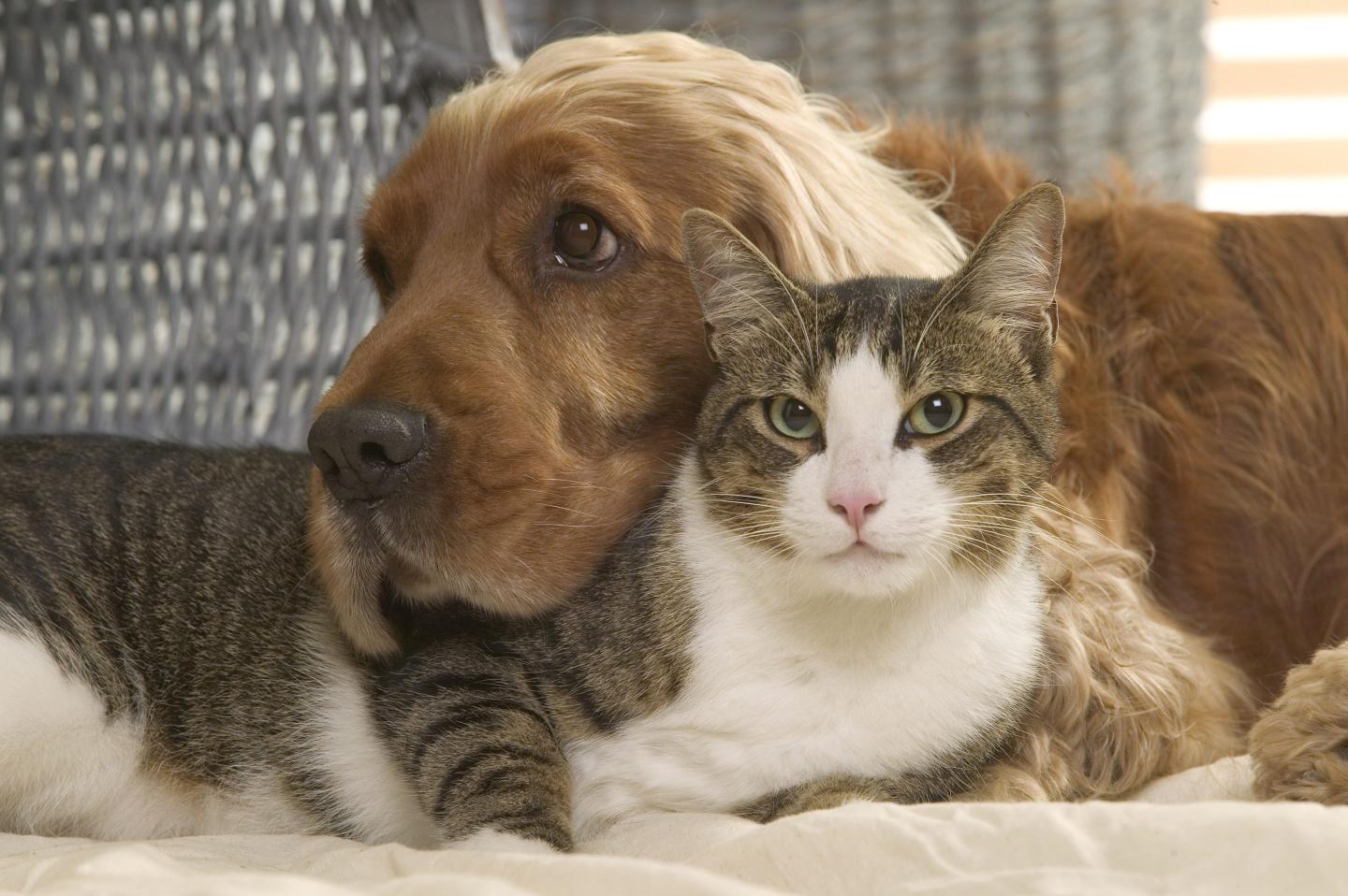 Dog and cat together