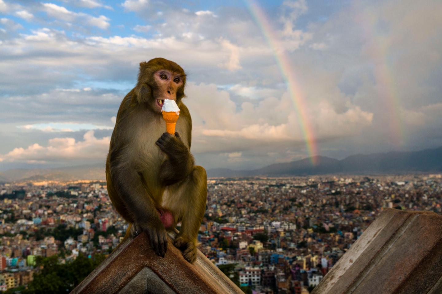 Monkeys could hold the key to a future vaccine for all COVID variants and the original SARS virus