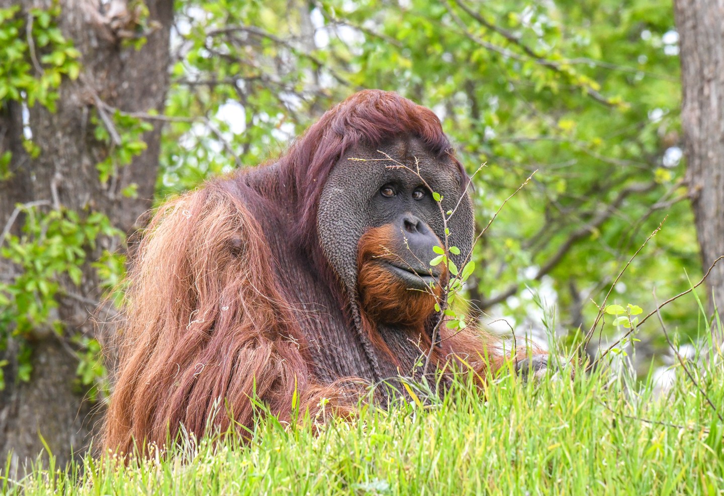 Oklahoma City Zoo orangutan Elok in the grass.