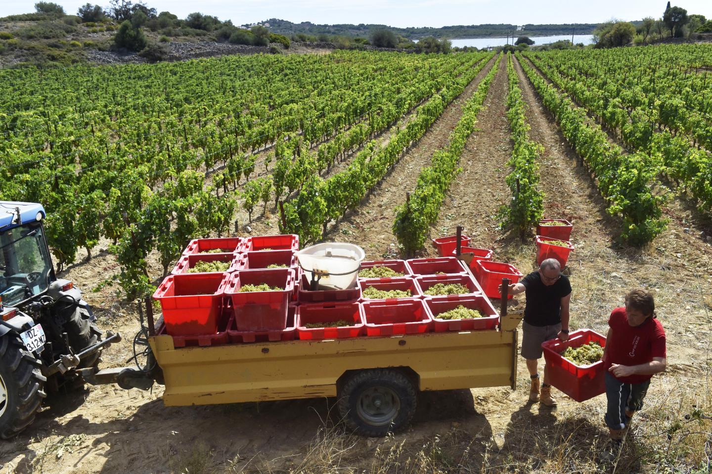 People harvest Muscat grapes during the first harvest of the year at the Champ des Soeurs vineyard.