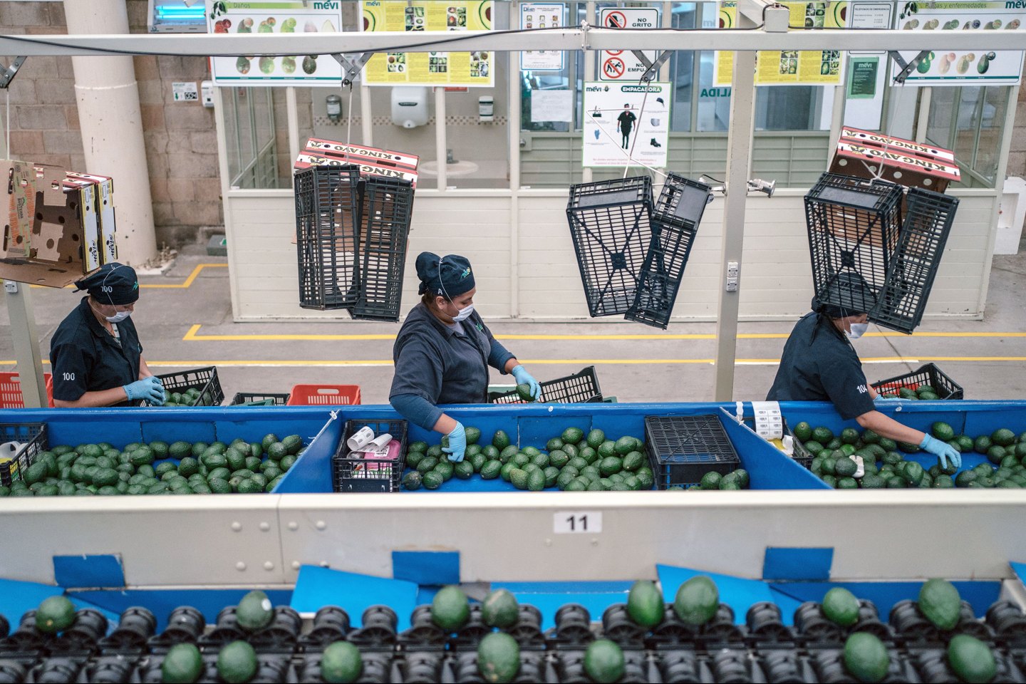 Workers pack avocados at a facility in Ciudad Guzman, Jalisco state, Mexico in July.