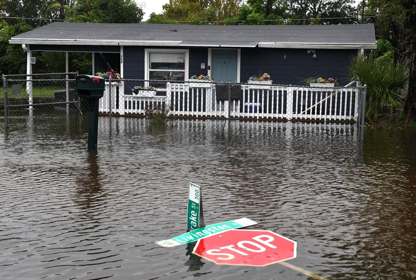 Hurricane Ian brings video of shark swimming in Florida streets and Twitter users are sinking their teeth into it