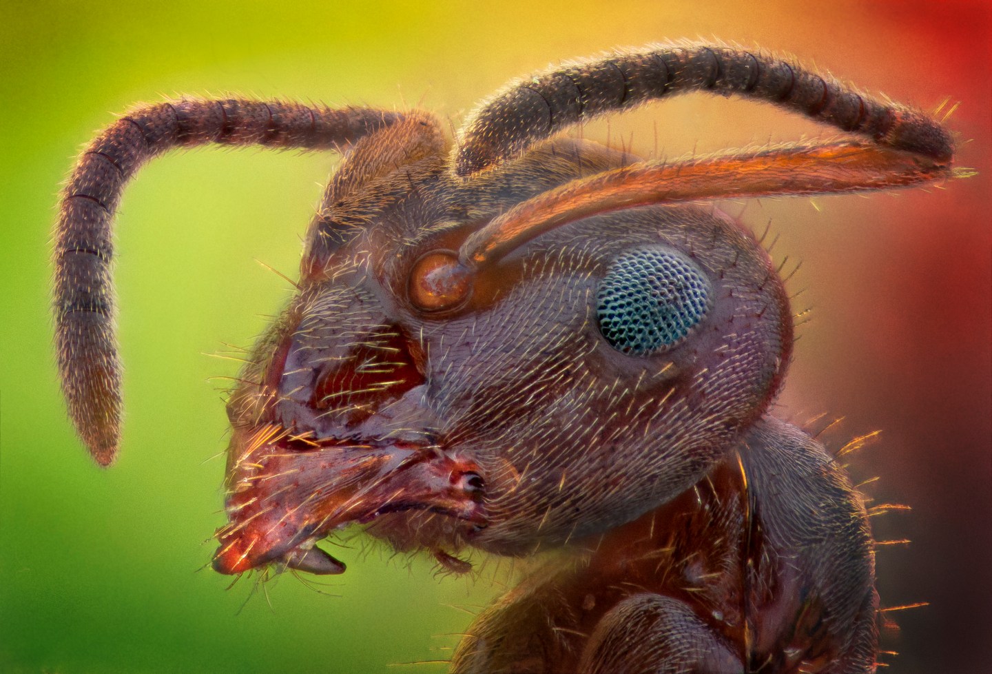 Close up shot of an ant's face